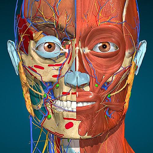 Anatomy Learning - Anatom&iacute;a 3D